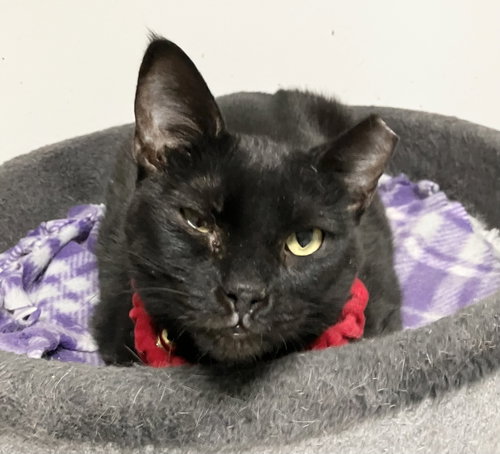STELLA LUNA - Domestic Short Hair available for adoption