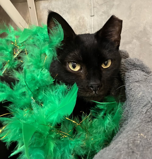 Stella Luna, Adult Domestic Short Hair / Mixed (short coat), cat for adoption in Lancaster, Ohio