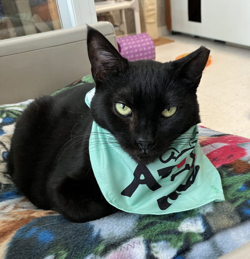 STELLA LUNA - Domestic Short Hair available for adoption