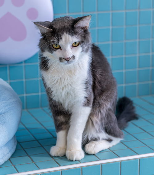 picture of the cat needing adoption