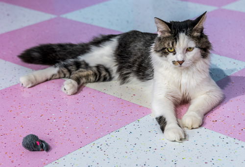 picture of the cat needing adoption