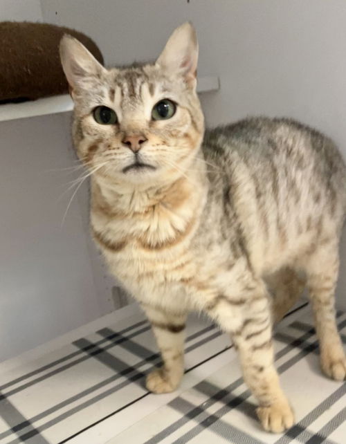 picture of the cat needing adoption