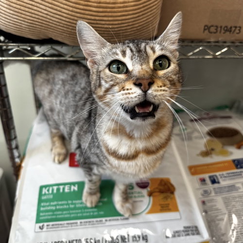 LIZZY - Siamese / Tabby available for adoption