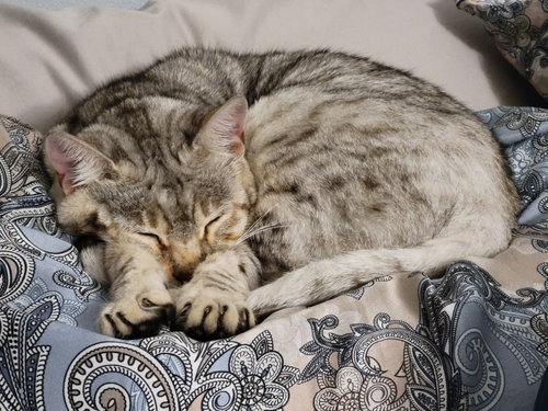 LIZZY - Bengal / Tabby available for adoption