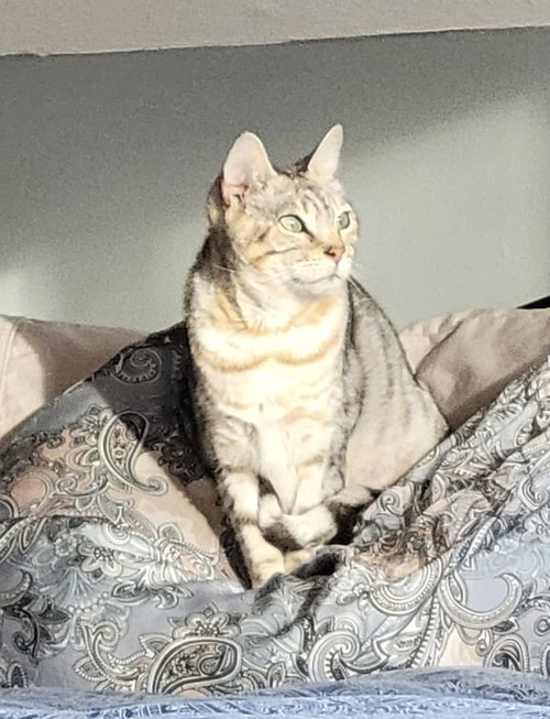 Lizzy, Adult Bengal / Tabby / Mixed (short coat), cat for adoption in Lancaster, Ohio