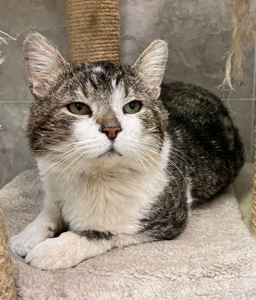 picture of the cat needing adoption