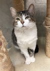 adoptable Cat in dublin, OH named Masquerade