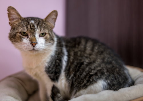 MASQUERADE - KBC - Tabby / Domestic Short Hair available for adoption