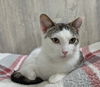 adoptable Cat in dublin, OH named Billie Joe