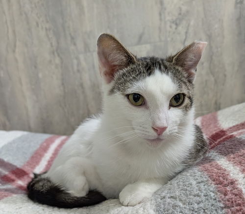 picture of the cat needing adoption