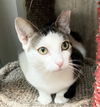 adoptable Cat in Dublin, OH named Billie Joe