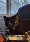 adoptable Cat in dublin, OH named Snippet