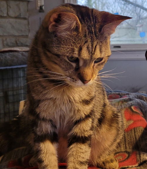picture of the cat needing adoption