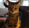 Fuzzle - Photo 4