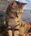 Fuzzle - Photo 2
