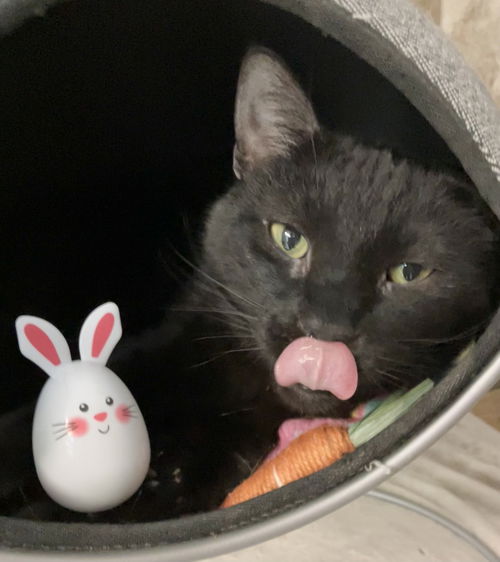 picture of the cat needing adoption