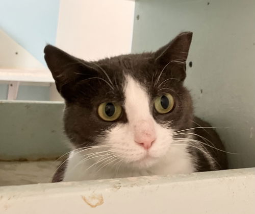 picture of the cat needing adoption