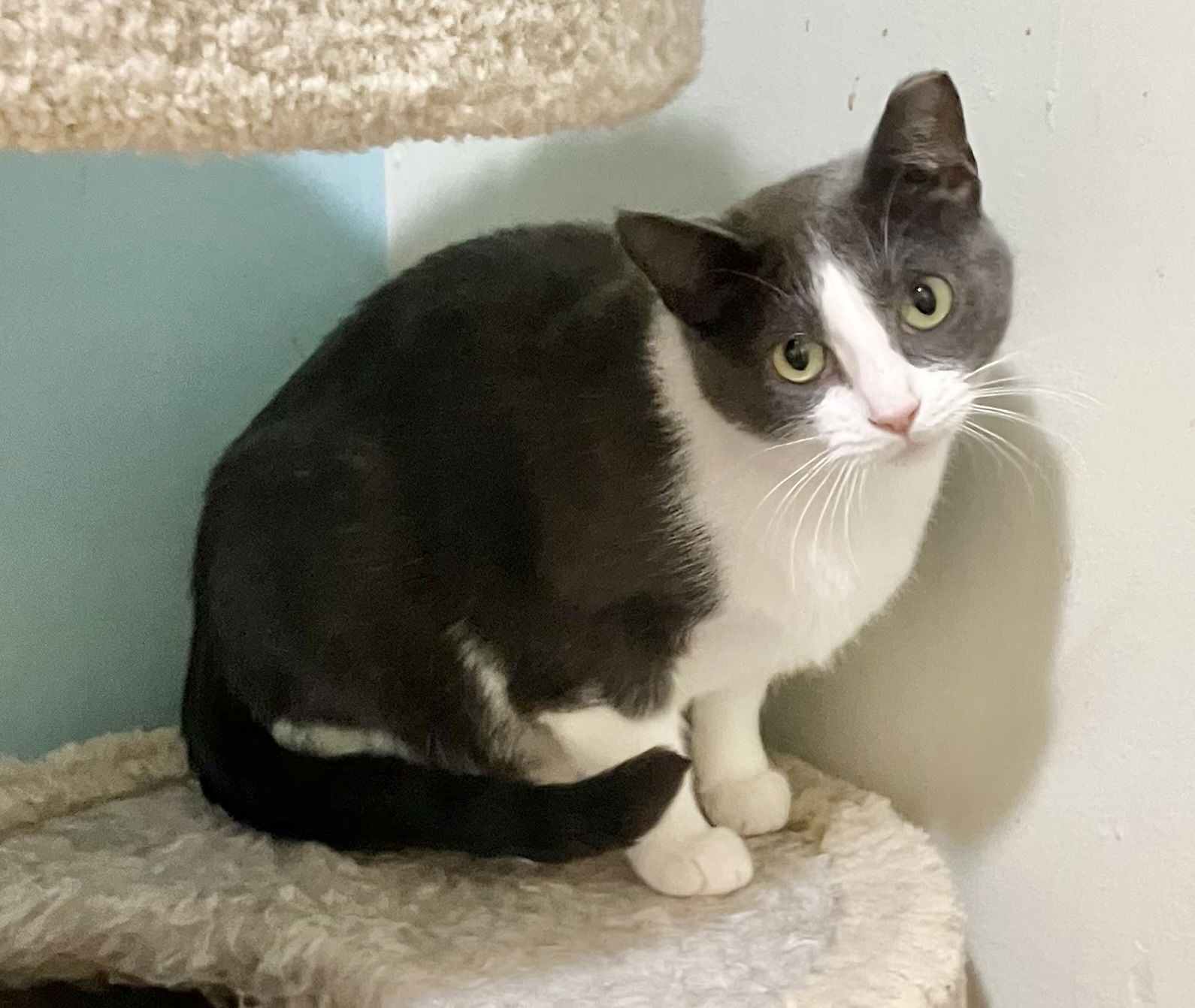adoptable Cat in Columbus, OH named Emma