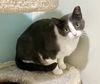 adoptable Cat in Columbus, OH named Emma