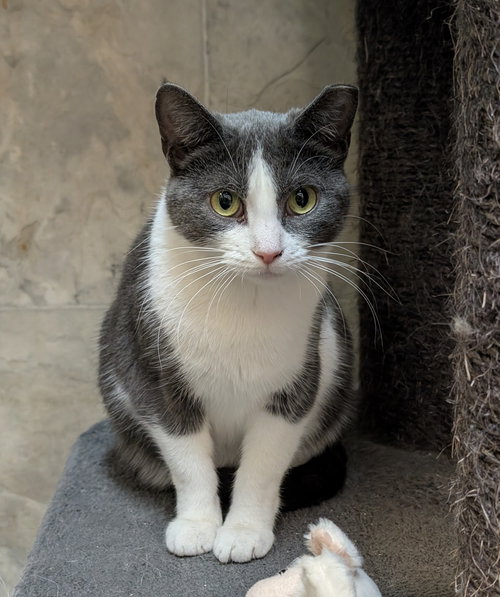 EMMA - Domestic Short Hair available for adoption