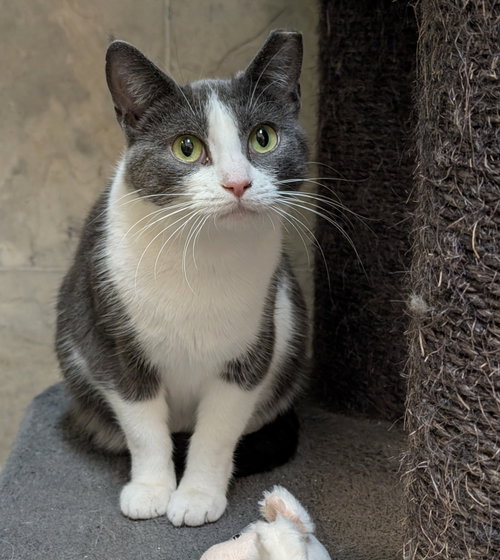 EMMA - Domestic Short Hair available for adoption