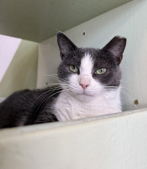 Emma, a cat for adoption from Colony Cats (& dogs)