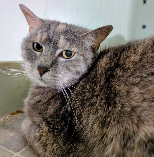picture of the cat needing adoption