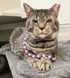 adoptable Cat in dublin, OH named Lorenzo
