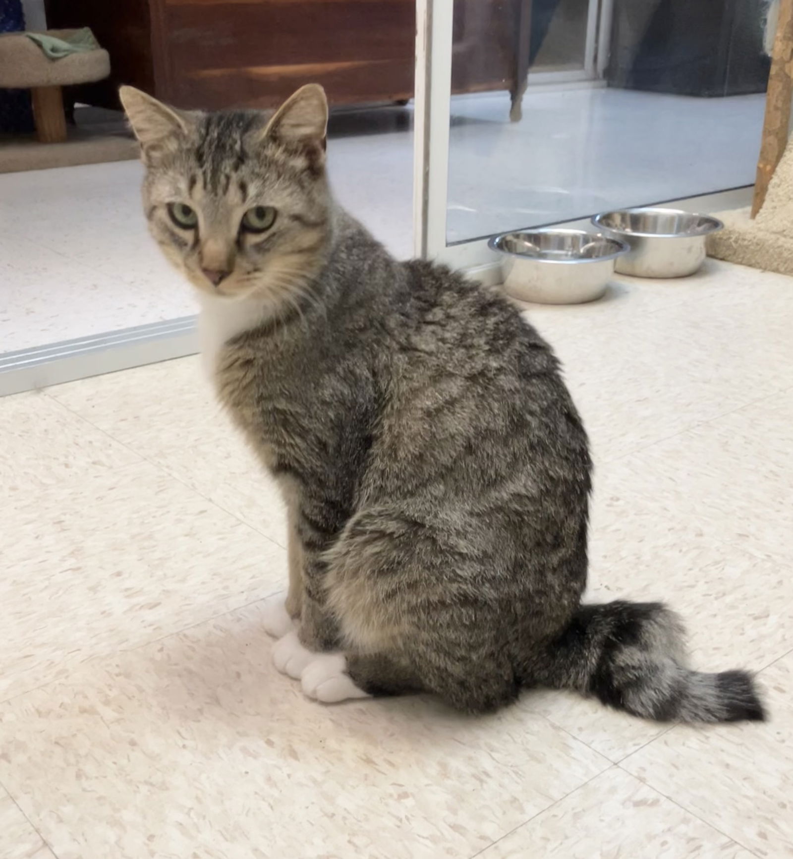 adoptable Cat in Dublin, OH named Carney