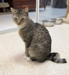 adoptable Cat in Dublin, OH named Carney