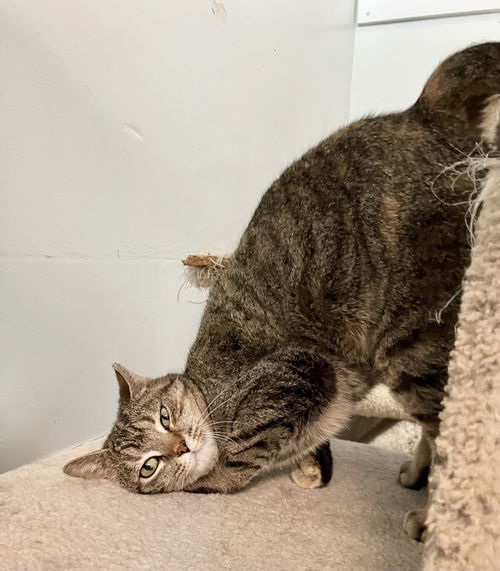 picture of the cat needing adoption