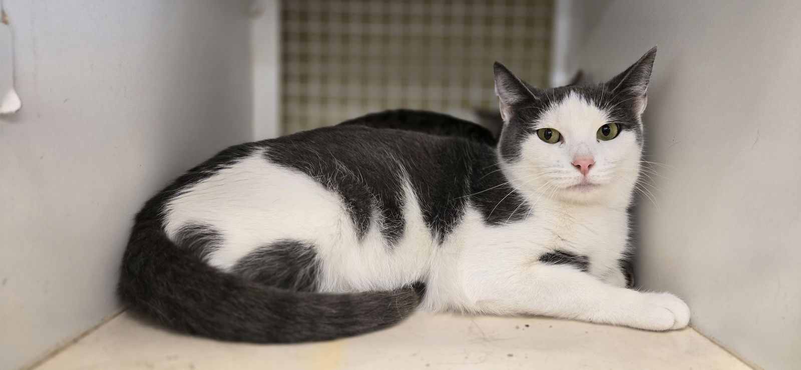adoptable Cat in Columbus, OH named Kolby