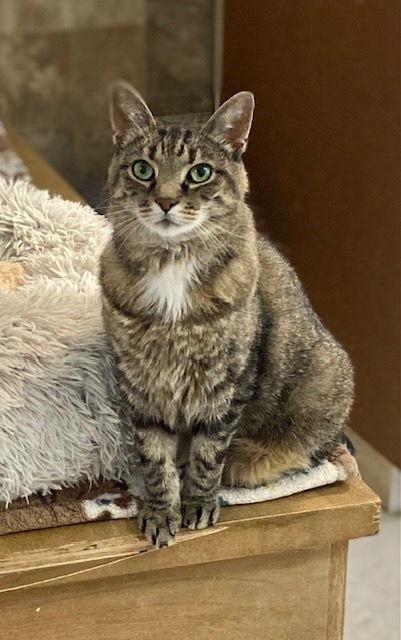 adoptable Cat in Dublin, OH named Speakeasy
