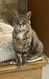 adoptable Cat in dublin, OH named Speakeasy