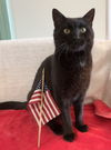 adoptable Cat in dublin, OH named Dex