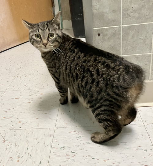 picture of the cat needing adoption