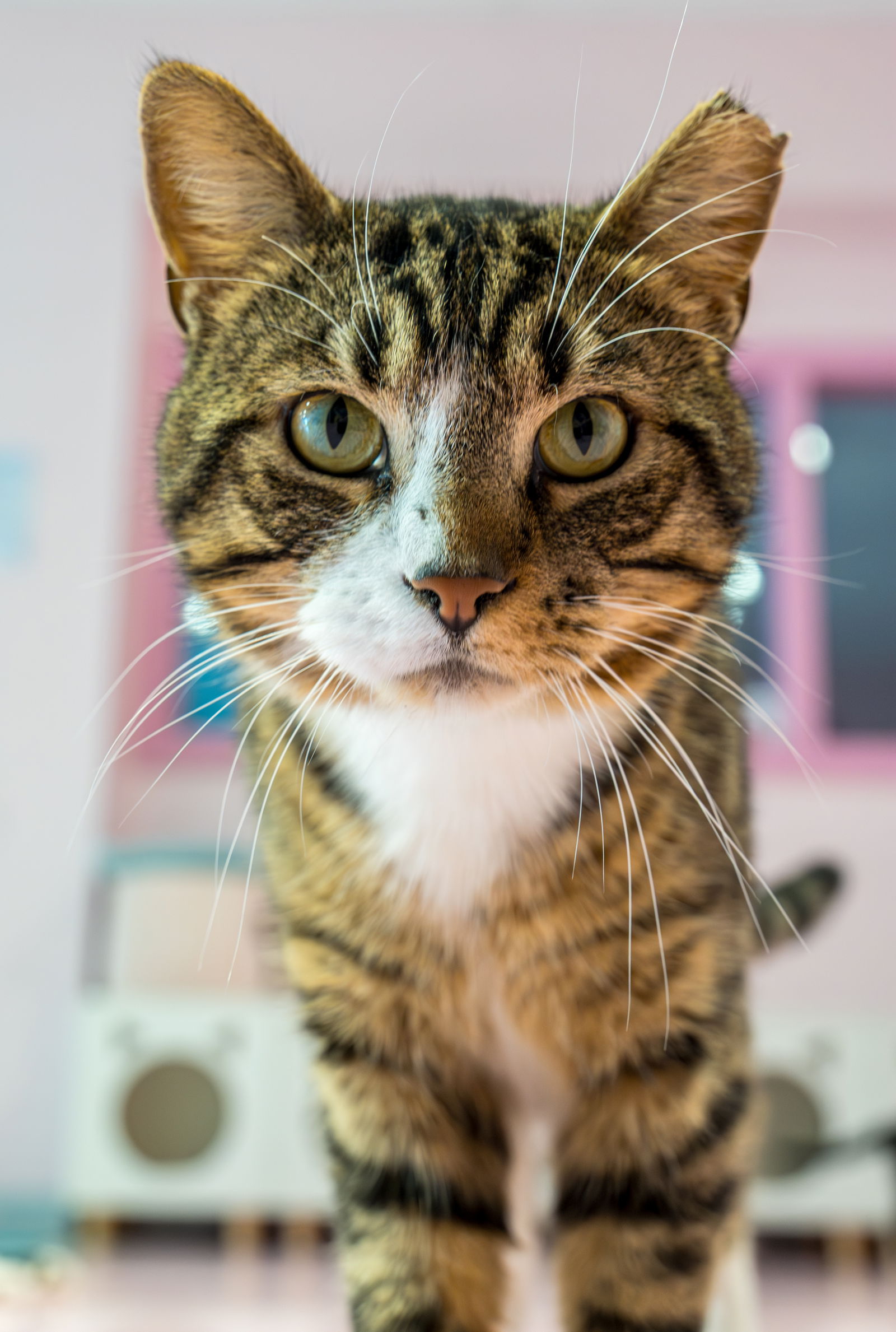 adoptable Cat in Columbus, OH named Sinbad - KBC