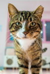 adoptable Cat in Columbus, OH named Sinbad - KBC