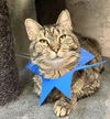 adoptable Cat in dublin, OH named Jordon