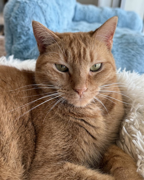 Sansa Stark, Adult Domestic Short Hair / Mixed (short coat), cat for adoption in Newark, Ohio