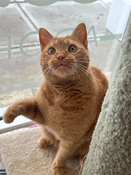 Sansa Stark, Adult Domestic Short Hair / Mixed (short coat), cat for adoption in Dublin, Ohio