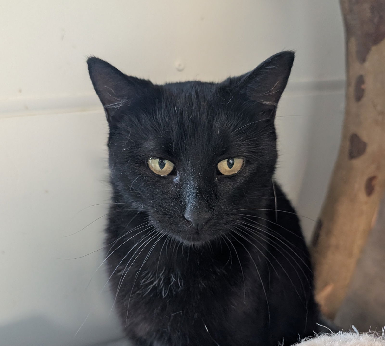 adoptable Cat in Dublin, OH named Maeve