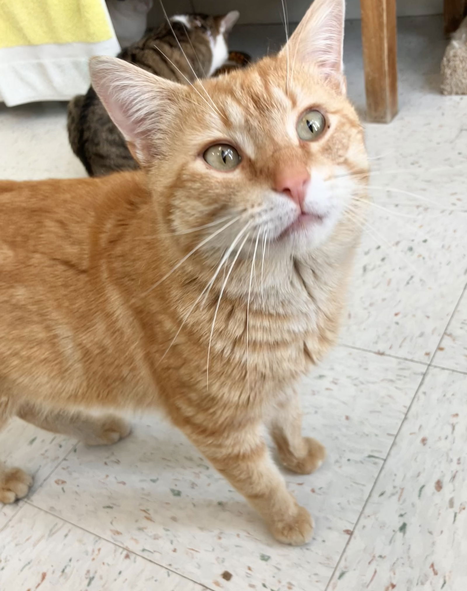 adoptable Cat in Columbus, OH named Lawrence - KBC