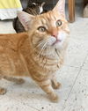 adoptable Cat in Columbus, OH named Lawrence - KBC