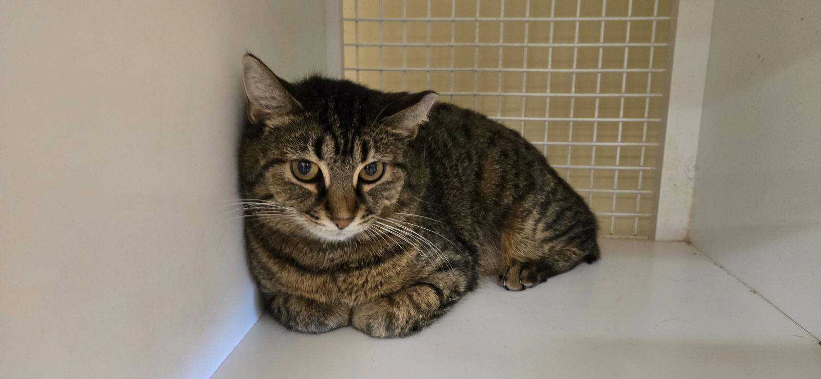 adoptable Cat in Columbus, OH named Nora
