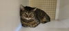 adoptable Cat in  named Nora