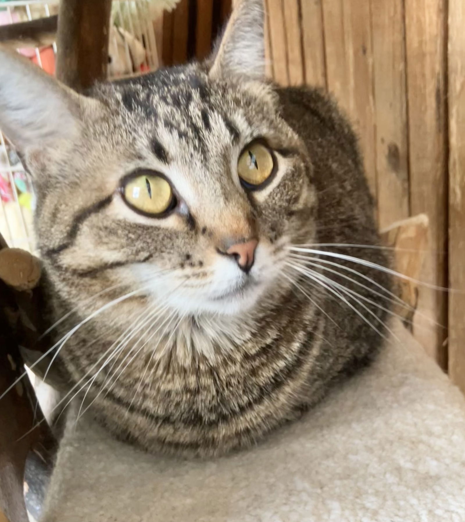 adoptable Cat in Dublin, OH named Opossum