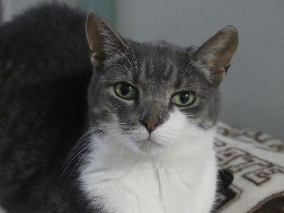 adoptable Cat in Dublin, OH named Martha