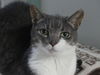 adoptable Cat in dublin, OH named Martha