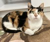adoptable Cat in  named Valya